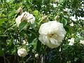 2008-0527_1700_Rambling_Rose_19,1_C